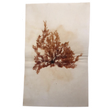Antique Pressed Seaweed Specimen #7, c. 1850s