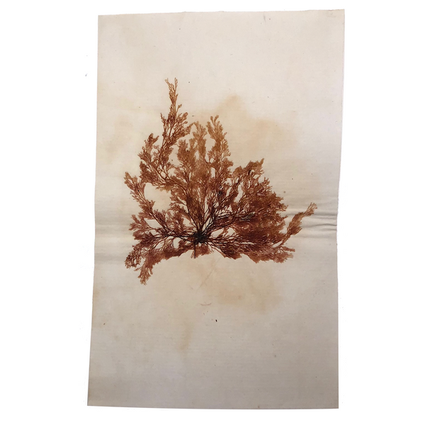 Antique Pressed Seaweed Specimen #7, c. 1850s