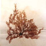 Antique Pressed Seaweed Specimen #7, c. 1850s