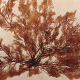 Antique Pressed Seaweed Specimen #7, c. 1850s