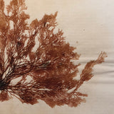 Antique Pressed Seaweed Specimen #7, c. 1850s