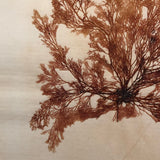 Antique Pressed Seaweed Specimen #7, c. 1850s
