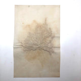 Antique Pressed Seaweed Specimen #7, c. 1850s
