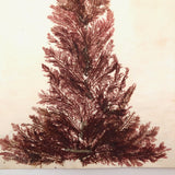Antique Pressed Seaweed Specimen Large Cross,  c. 1850s