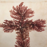 Antique Pressed Seaweed Specimen Large Cross,  c. 1850s