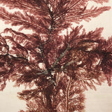 Antique Pressed Seaweed Specimen Large Cross,  c. 1850s