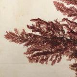 Antique Pressed Seaweed Specimen Large Cross,  c. 1850s