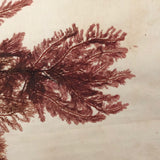 Antique Pressed Seaweed Specimen Large Cross,  c. 1850s