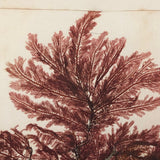 Antique Pressed Seaweed Specimen Large Cross,  c. 1850s