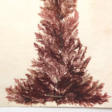 Antique Pressed Seaweed Specimen Large Cross,  c. 1850s