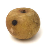 Great Old Stone Fruit Bruised Golden Apple