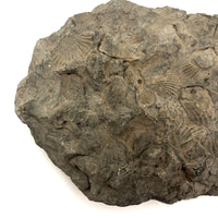 Fossil Face!
