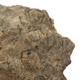 Fossil Face!