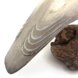 SOLD Handsome Presumed English Hand-carved White Pigeon Decoy on Burl